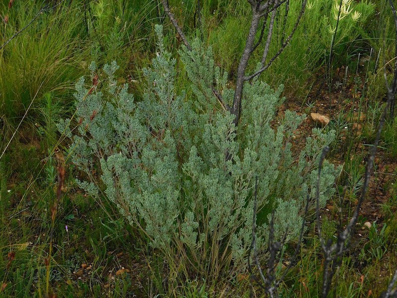 Xiphotheca elliptica photo 2