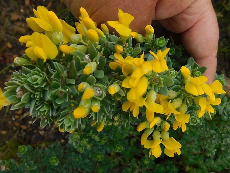 Xiphotheca elliptica photo 3