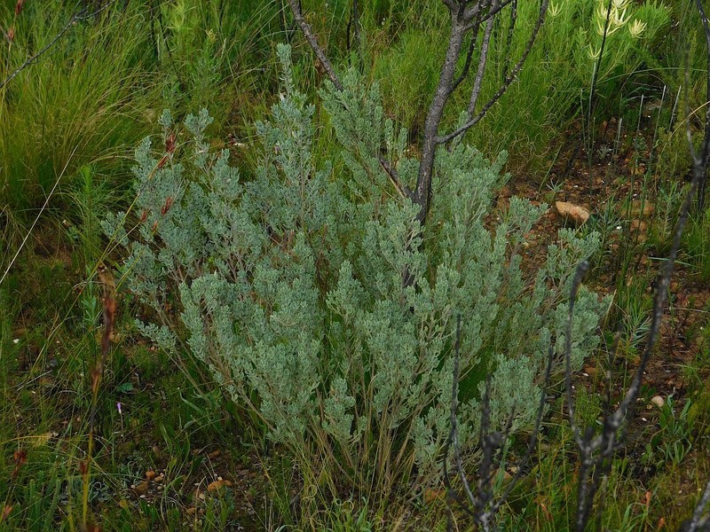 Xiphotheca elliptica photo 6