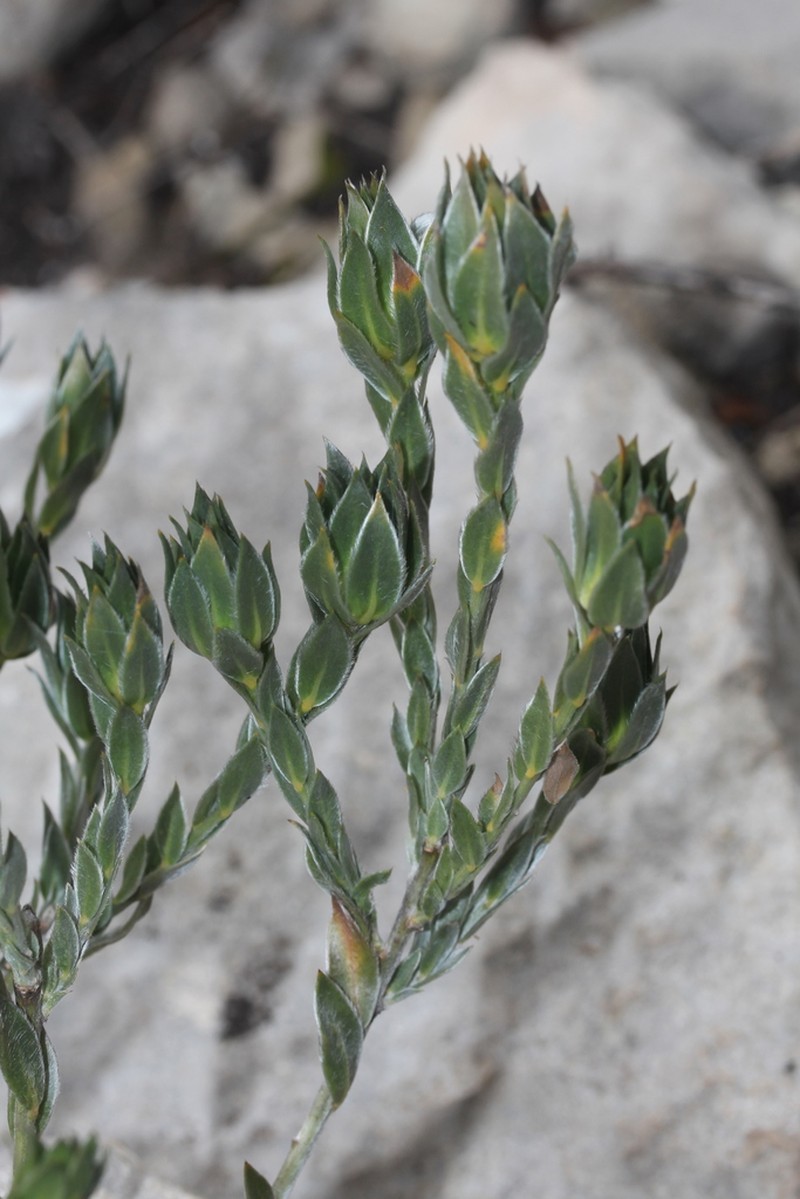 Xiphotheca fruticosa