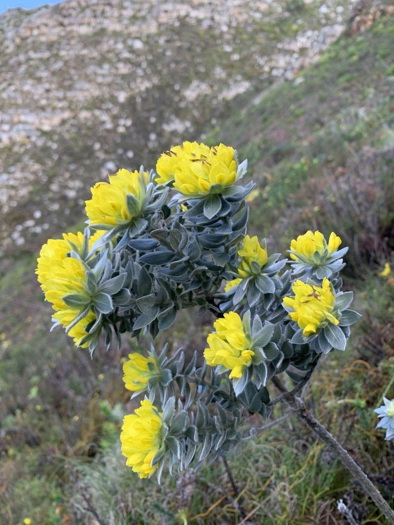 Xiphotheca fruticosa photo 2