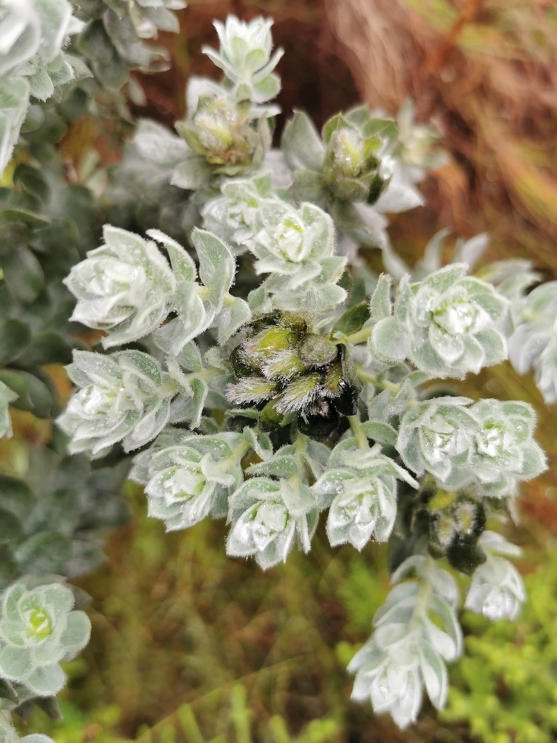 Xiphotheca fruticosa photo 3