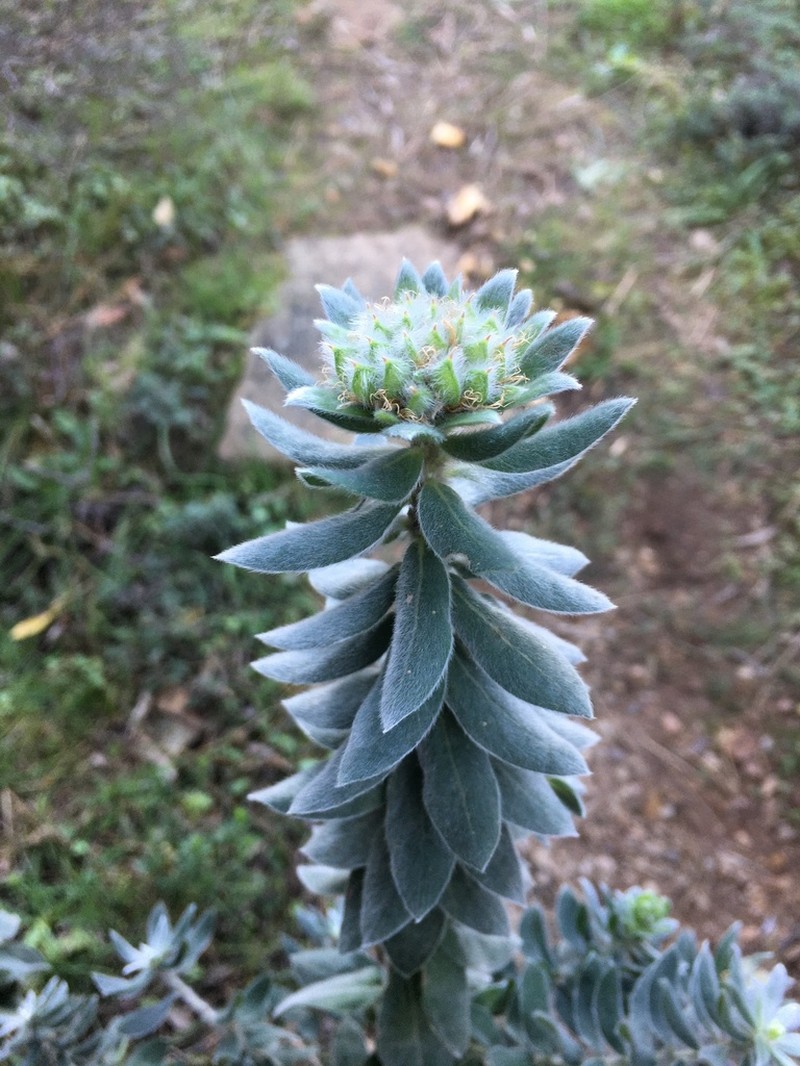 Xiphotheca fruticosa photo 4