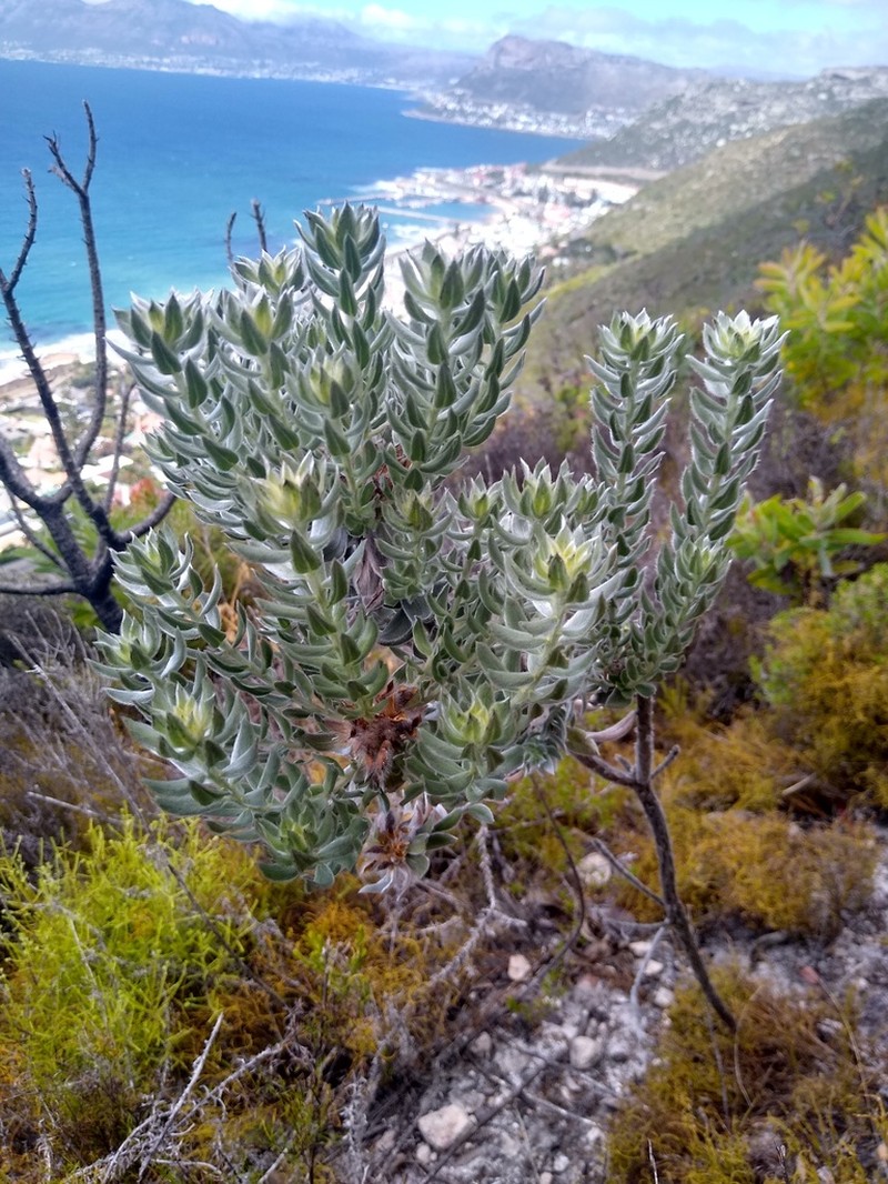 Xiphotheca fruticosa photo 5