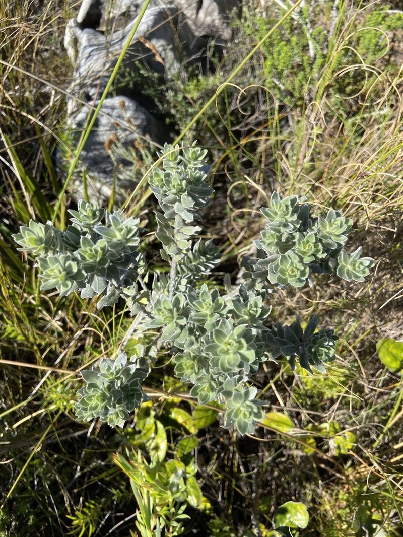 Xiphotheca fruticosa photo 6