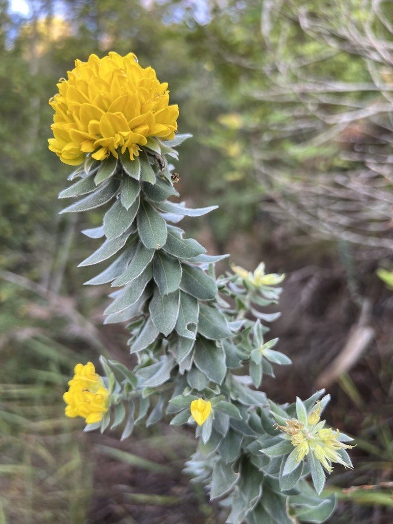 Xiphotheca fruticosa photo 7