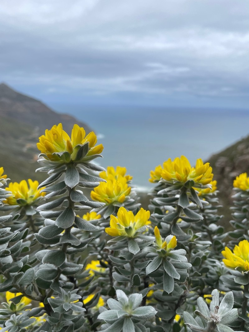 Xiphotheca fruticosa photo 8