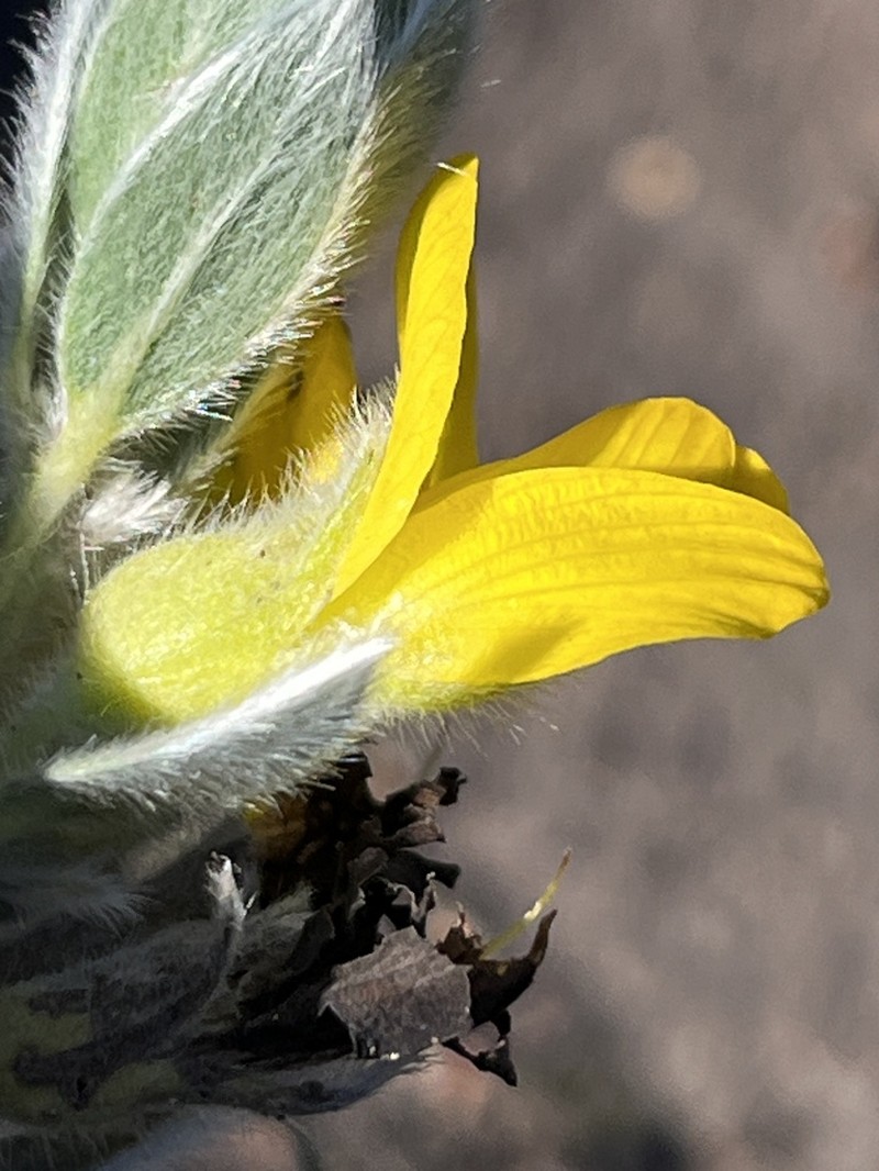 Xiphotheca guthriei