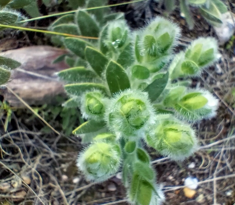 Xiphotheca guthriei photo 2