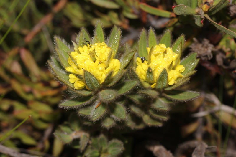 Xiphotheca guthriei photo 3