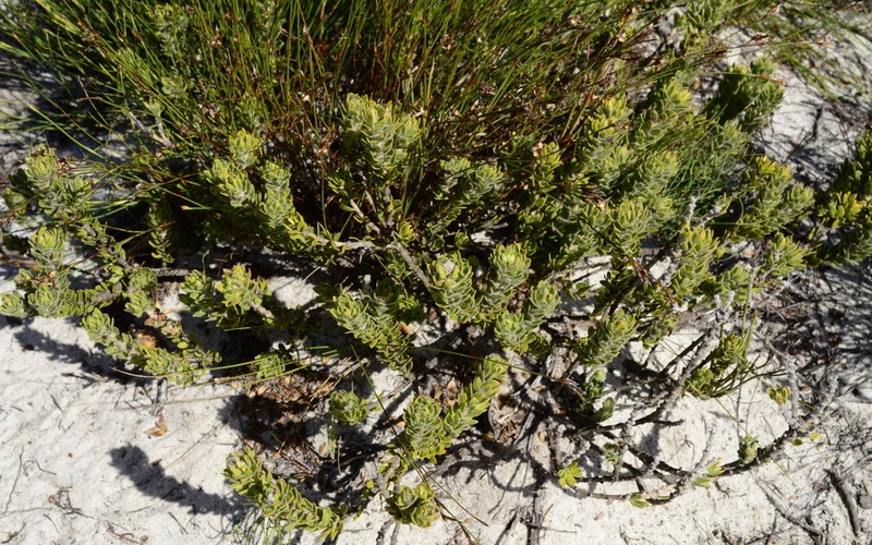 Xiphotheca guthriei photo 4