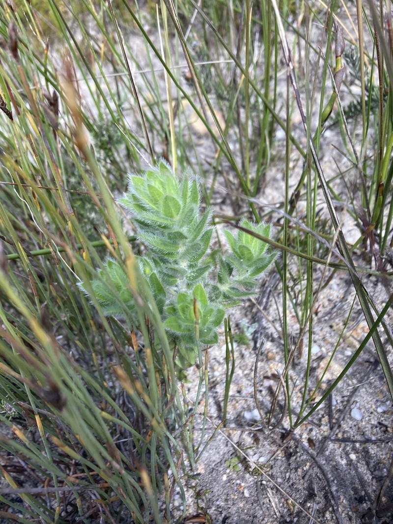 Xiphotheca guthriei photo 5