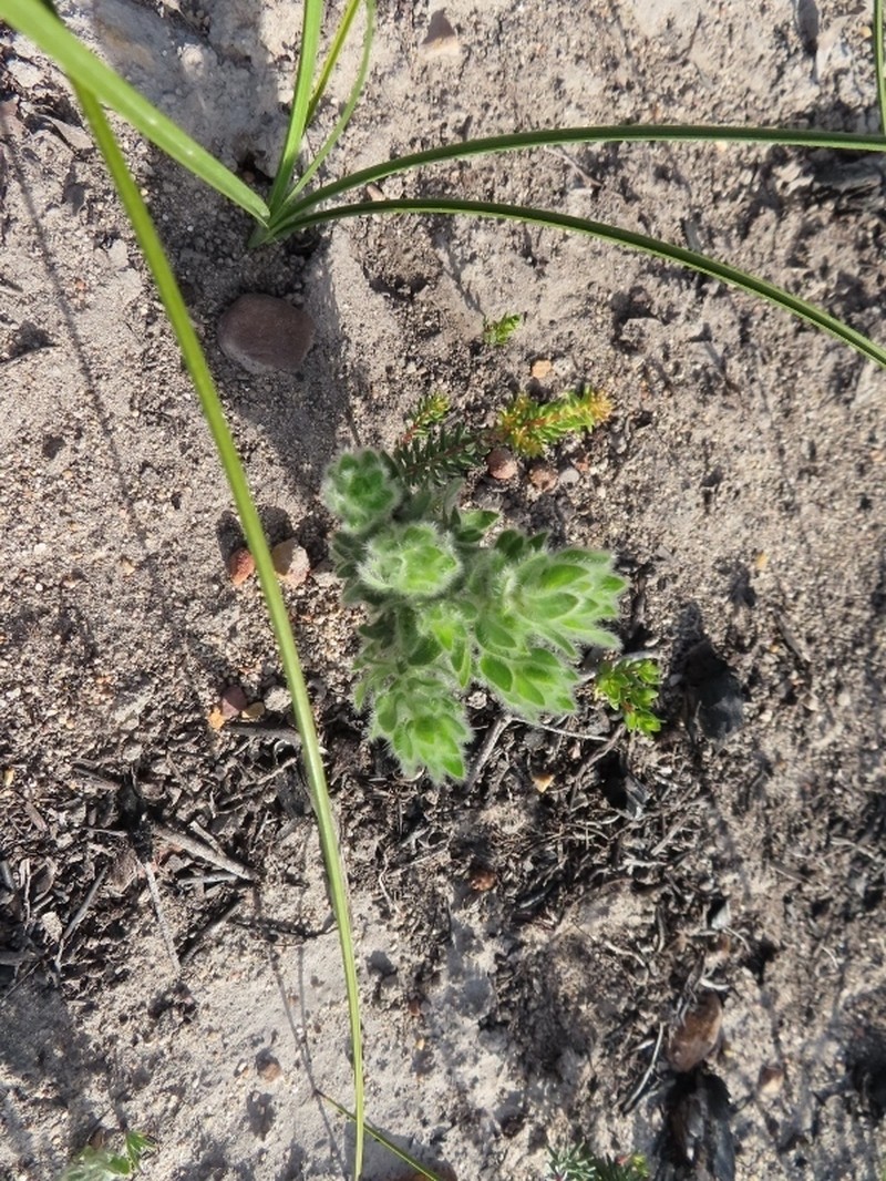 Xiphotheca guthriei photo 6