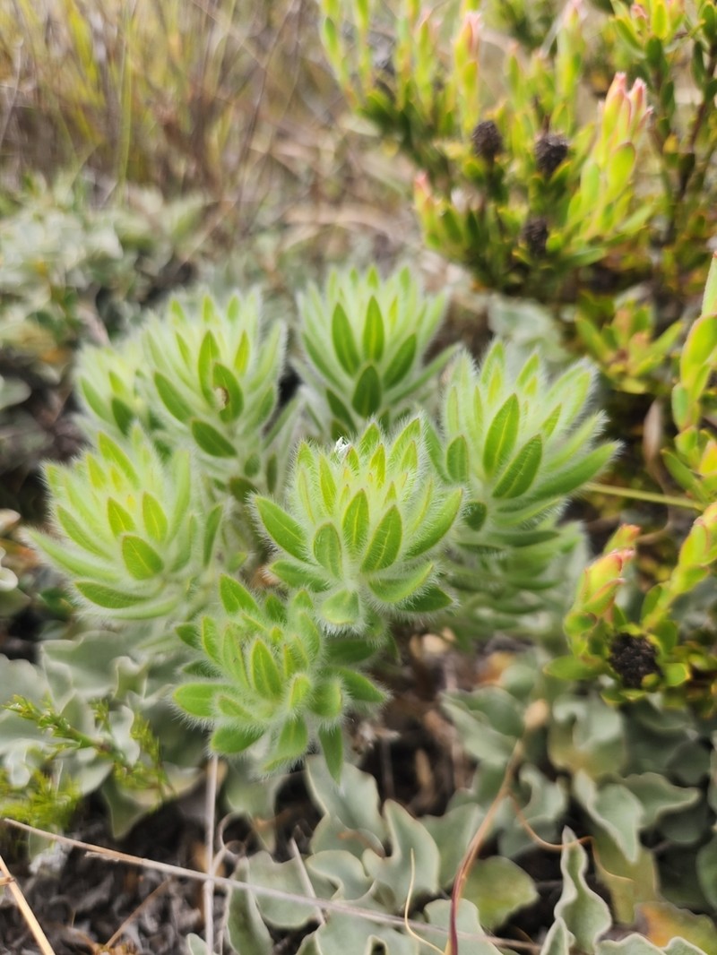 Xiphotheca guthriei photo 7
