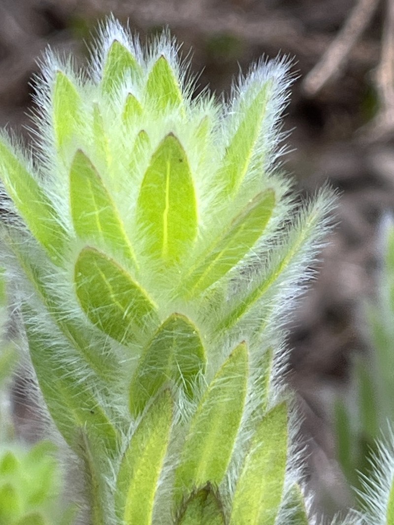 Xiphotheca guthriei photo 8