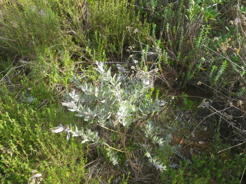 Xiphotheca lanceolata