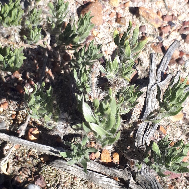 Xiphotheca lanceolata photo 2