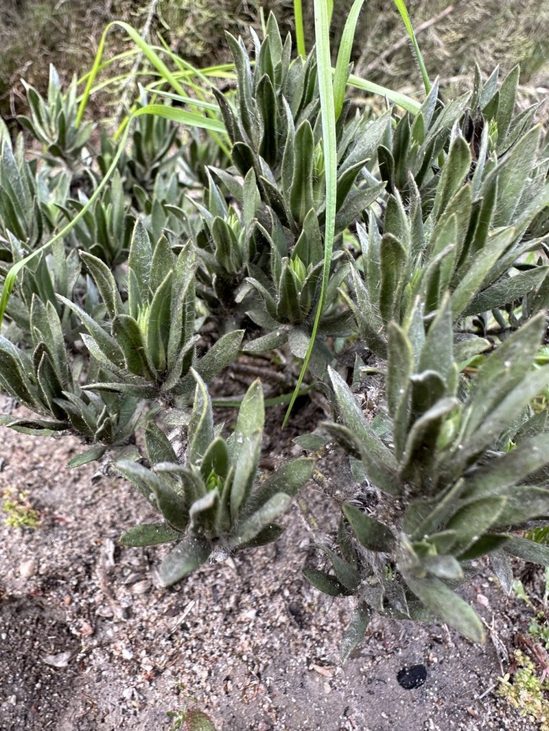Xiphotheca lanceolata photo 3