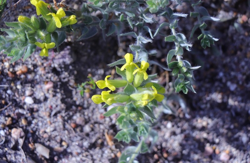 Xiphotheca lanceolata photo 4