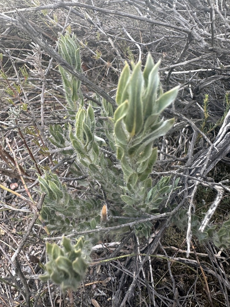Xiphotheca lanceolata photo 5