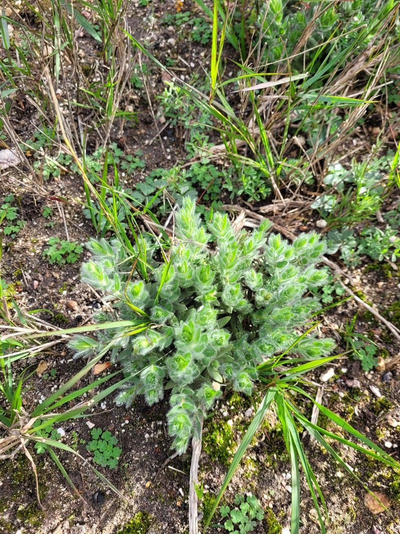 Xiphotheca lanceolata photo 6