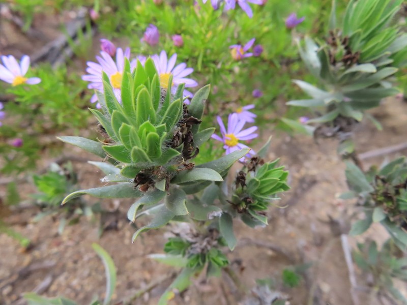 Xiphotheca lanceolata photo 7