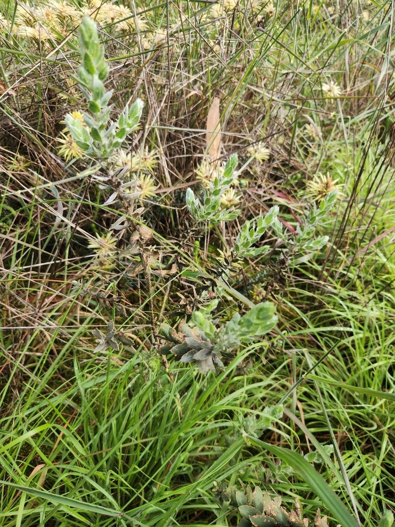 Xiphotheca lanceolata photo 8