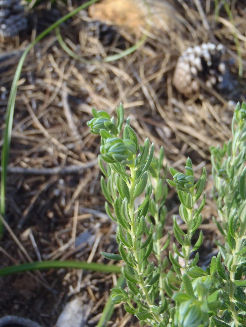 Xiphotheca phylicoides photo 2