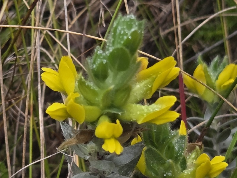Xiphotheca reflexa