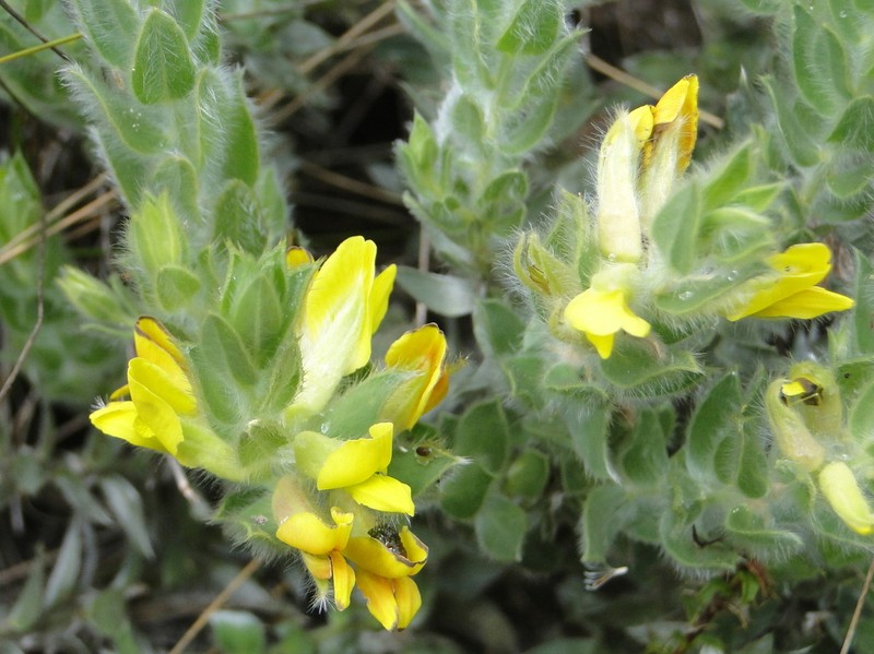 Xiphotheca reflexa photo 2