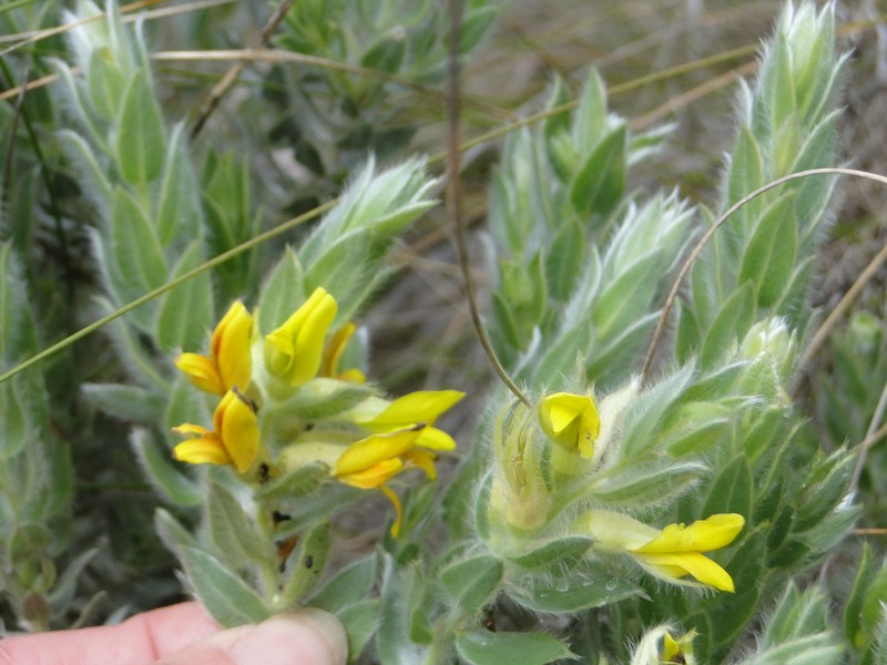 Xiphotheca reflexa photo 4
