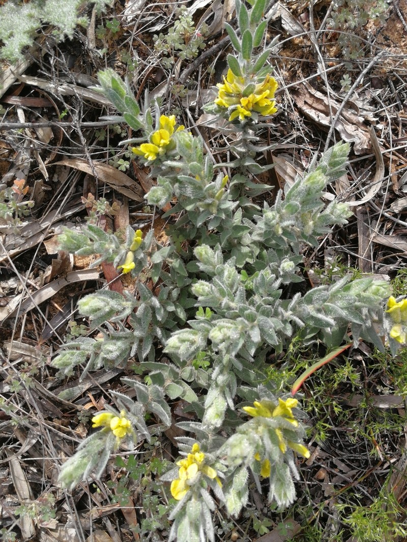 Xiphotheca reflexa photo 5