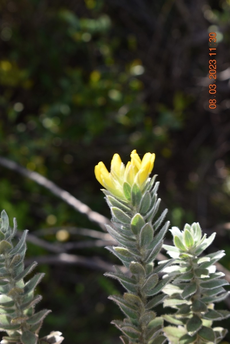 Xiphotheca reflexa photo 7