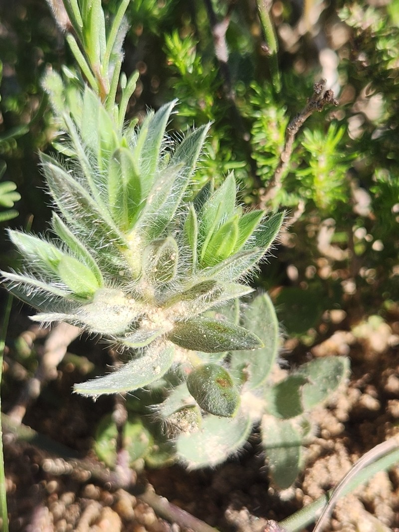 Xiphotheca reflexa photo 8