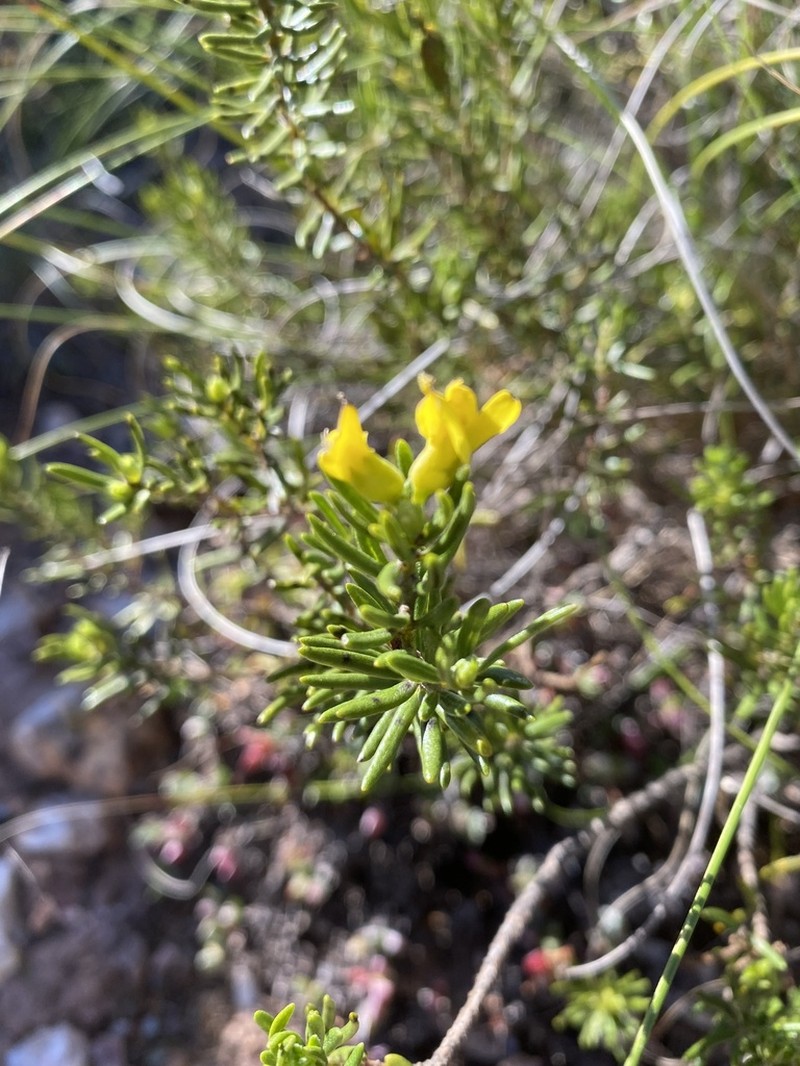 Xiphotheca rosmarinifolia