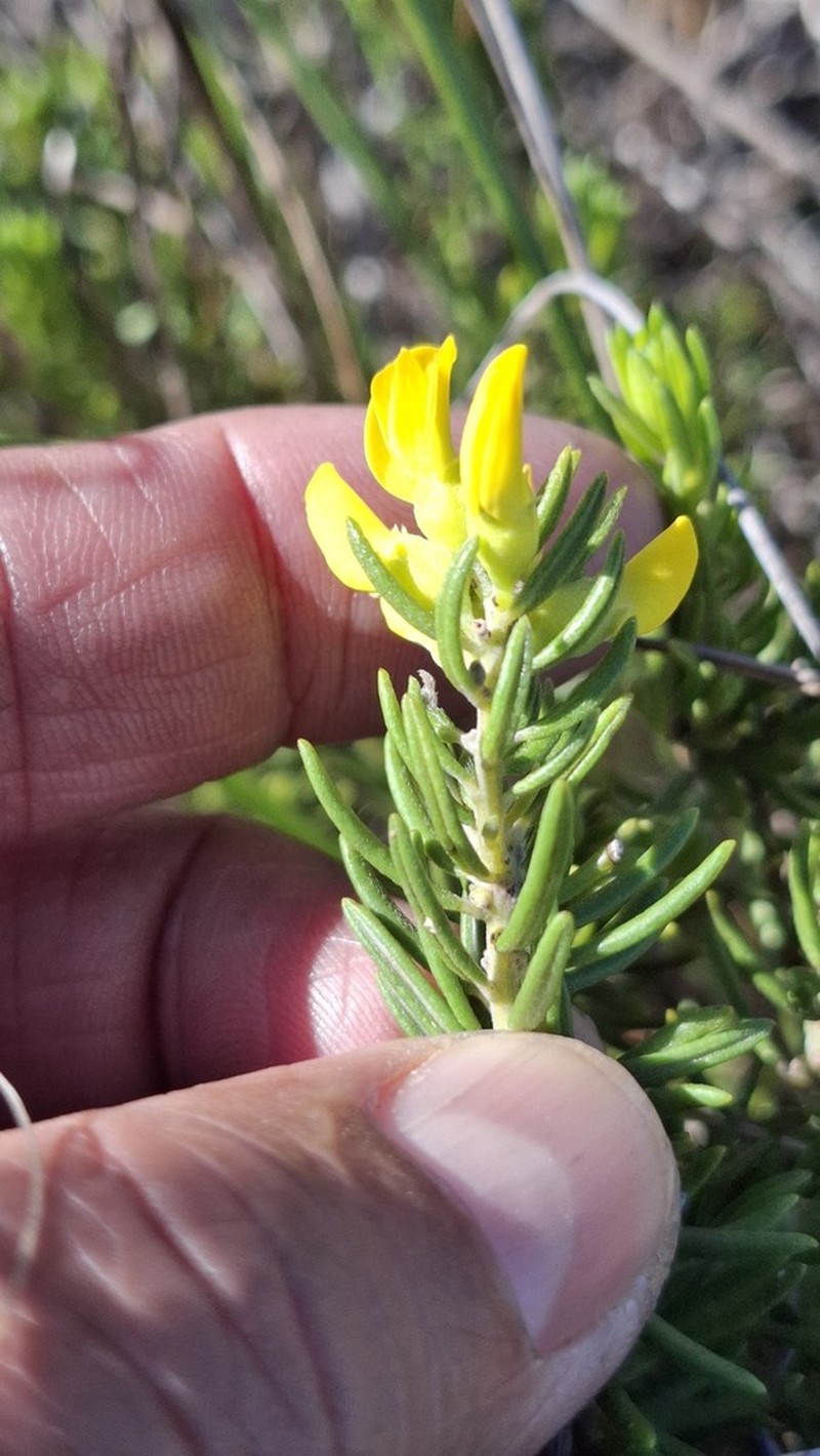 Xiphotheca rosmarinifolia photo 2