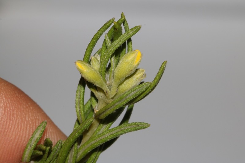 Xiphotheca rosmarinifolia photo 3
