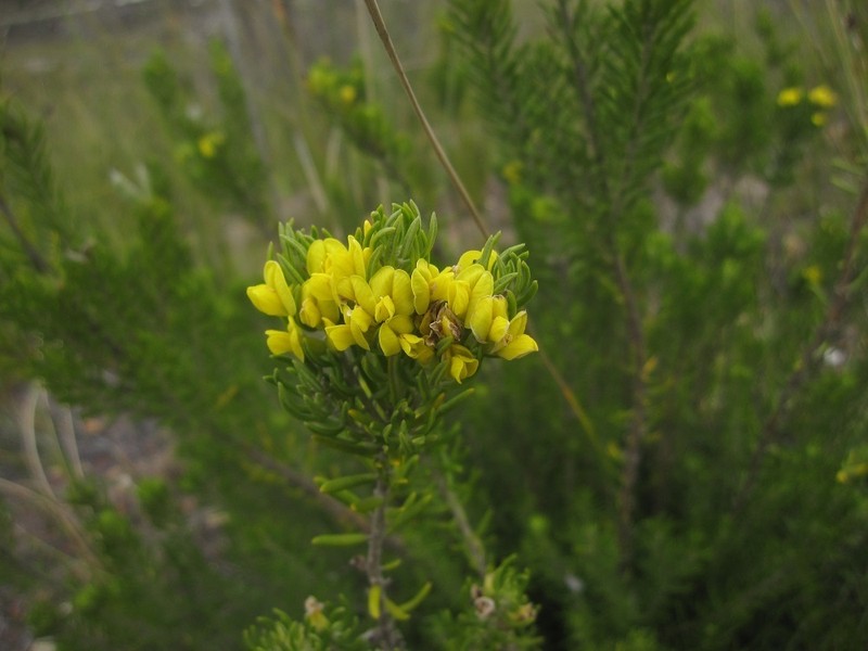 Xiphotheca rosmarinifolia photo 4