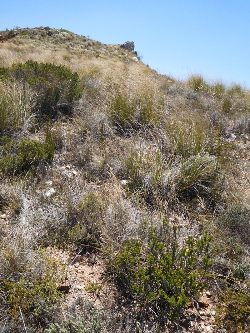 Xiphotheca rosmarinifolia photo 5