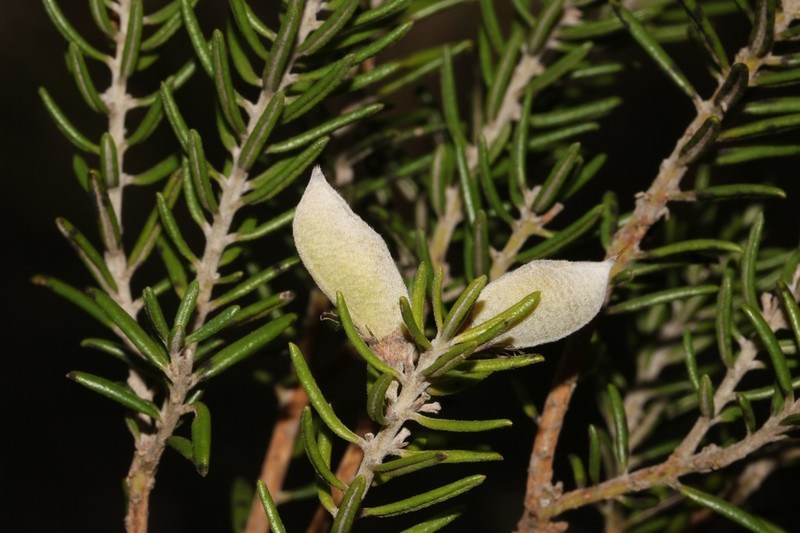 Xiphotheca rosmarinifolia photo 6