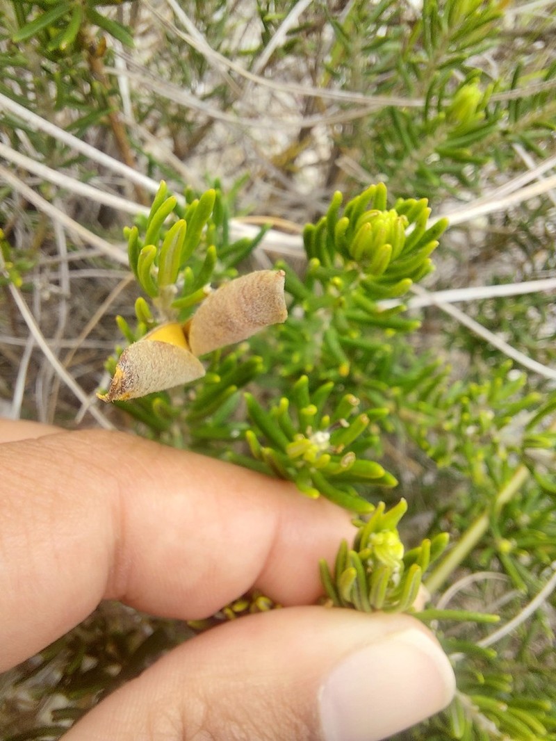 Xiphotheca rosmarinifolia photo 7