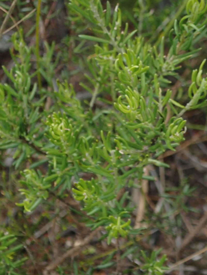 Xiphotheca rosmarinifolia photo 8