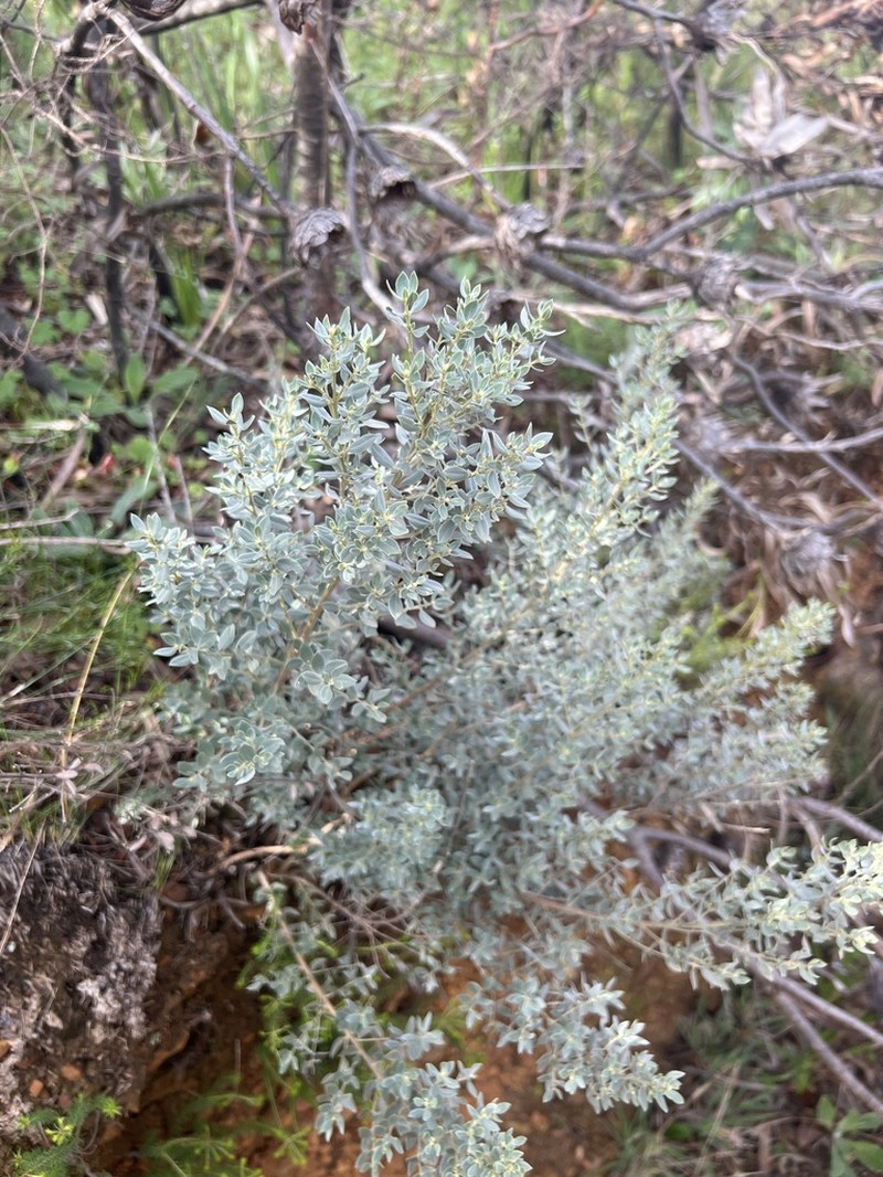 Xiphotheca tecta photo 2