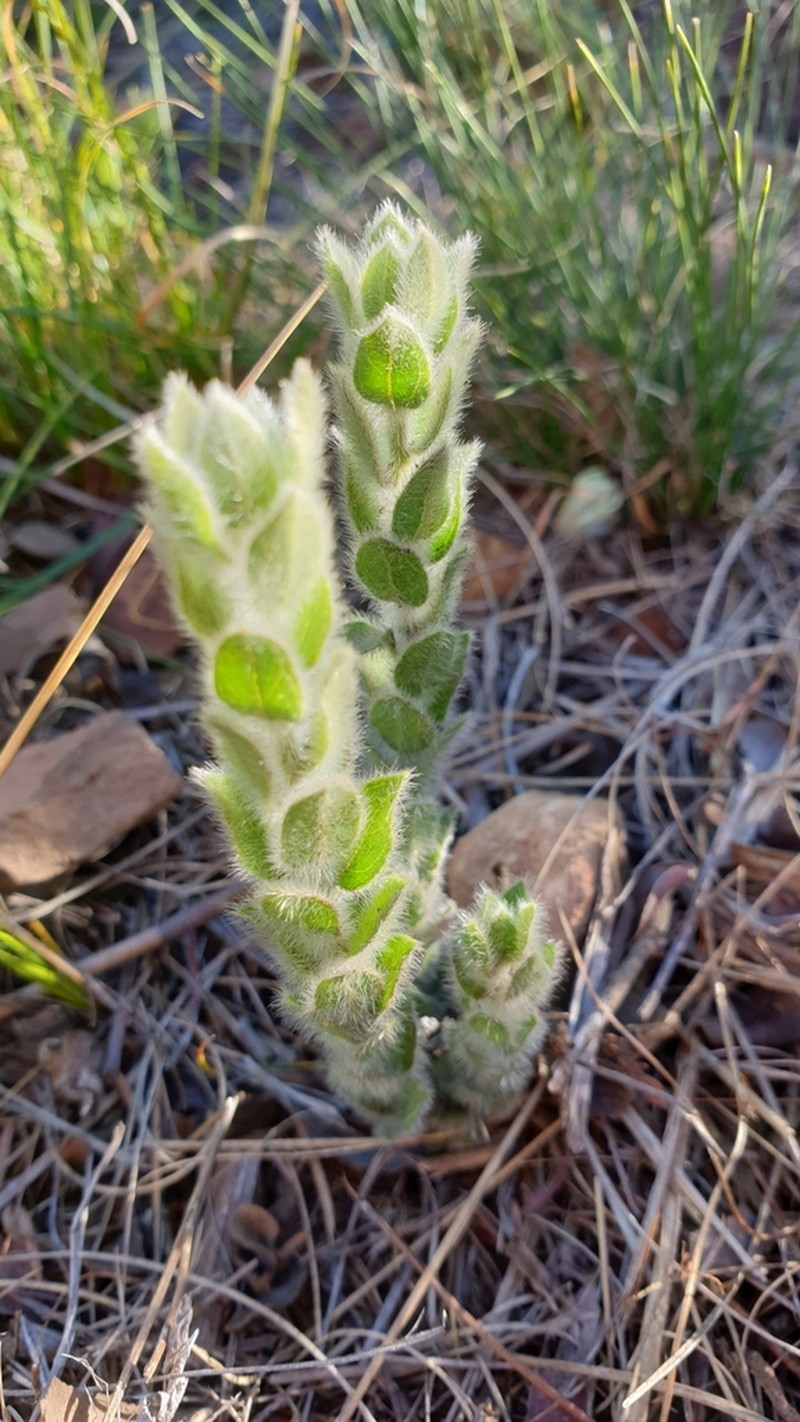 Xiphotheca tecta photo 3