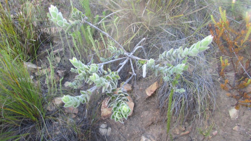 Xiphotheca tecta photo 5