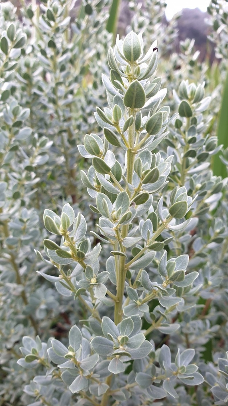 Xiphotheca tecta photo 8