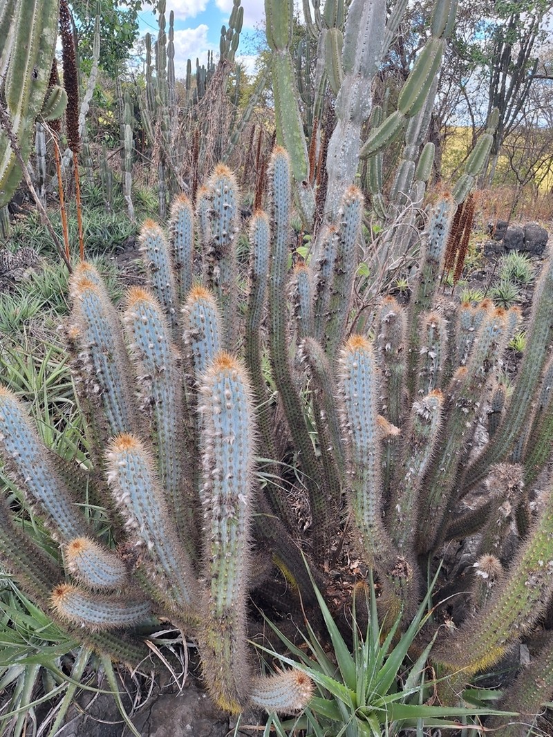 Xiquexique gounellei photo 3