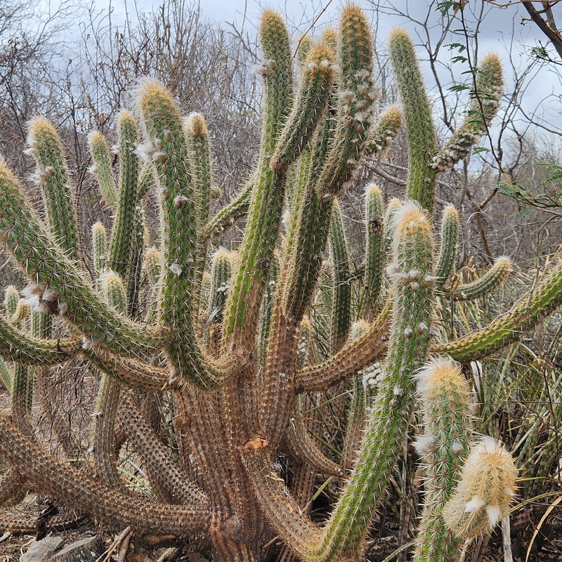 Xiquexique gounellei subsp. gounellei photo 2