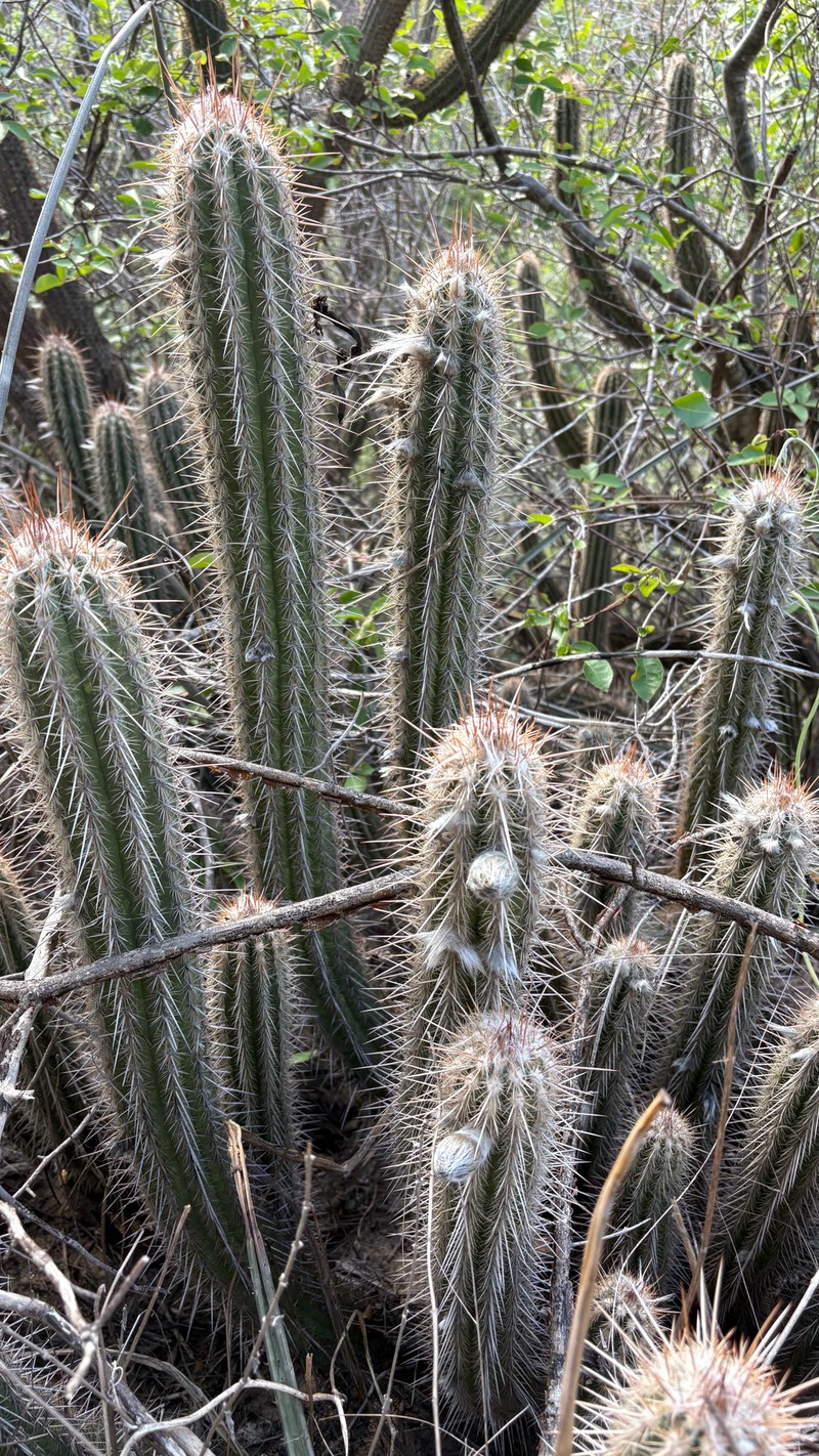 Xiquexique gounellei subsp. gounellei photo 3