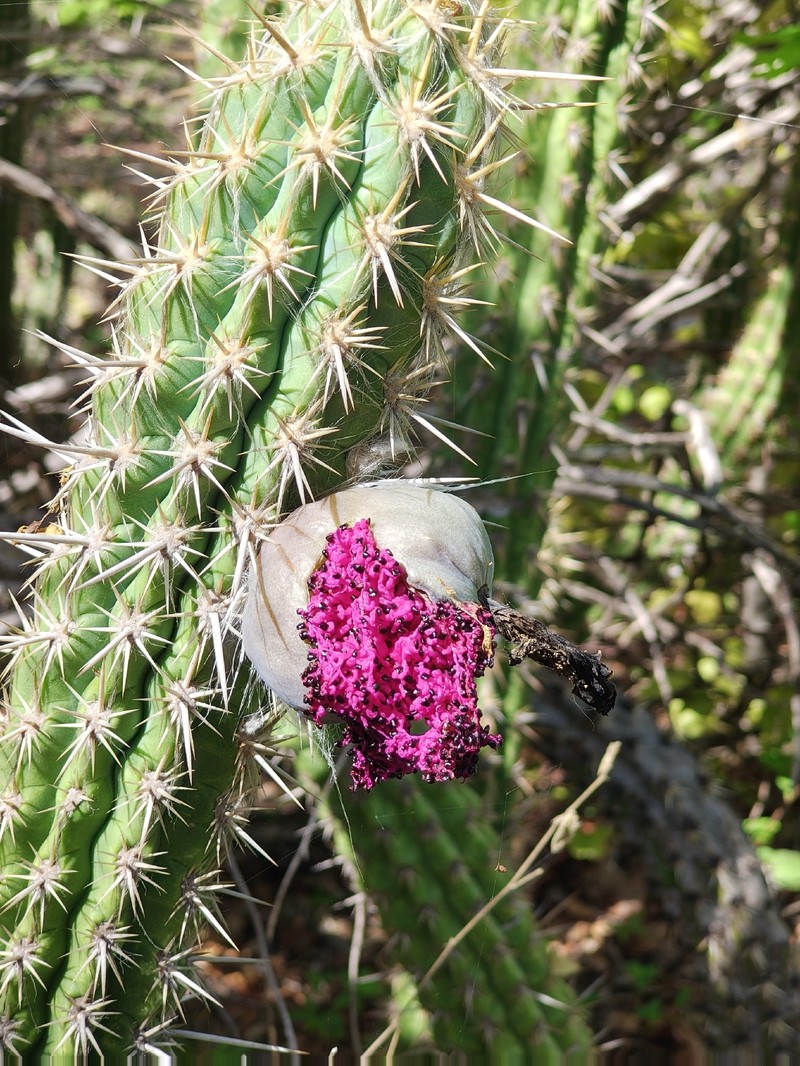 Xiquexique gounellei subsp. gounellei photo 4